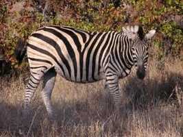 Musina & Surrounds Musina & Surrounds